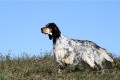 Setter Anglais CHEYENNE DELLA CRUISMANY dit CADEAU Setter Anglais CHEYENNE DELLA CRUISMANY dit CADEAU